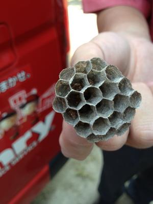 蜂の巣駆除します